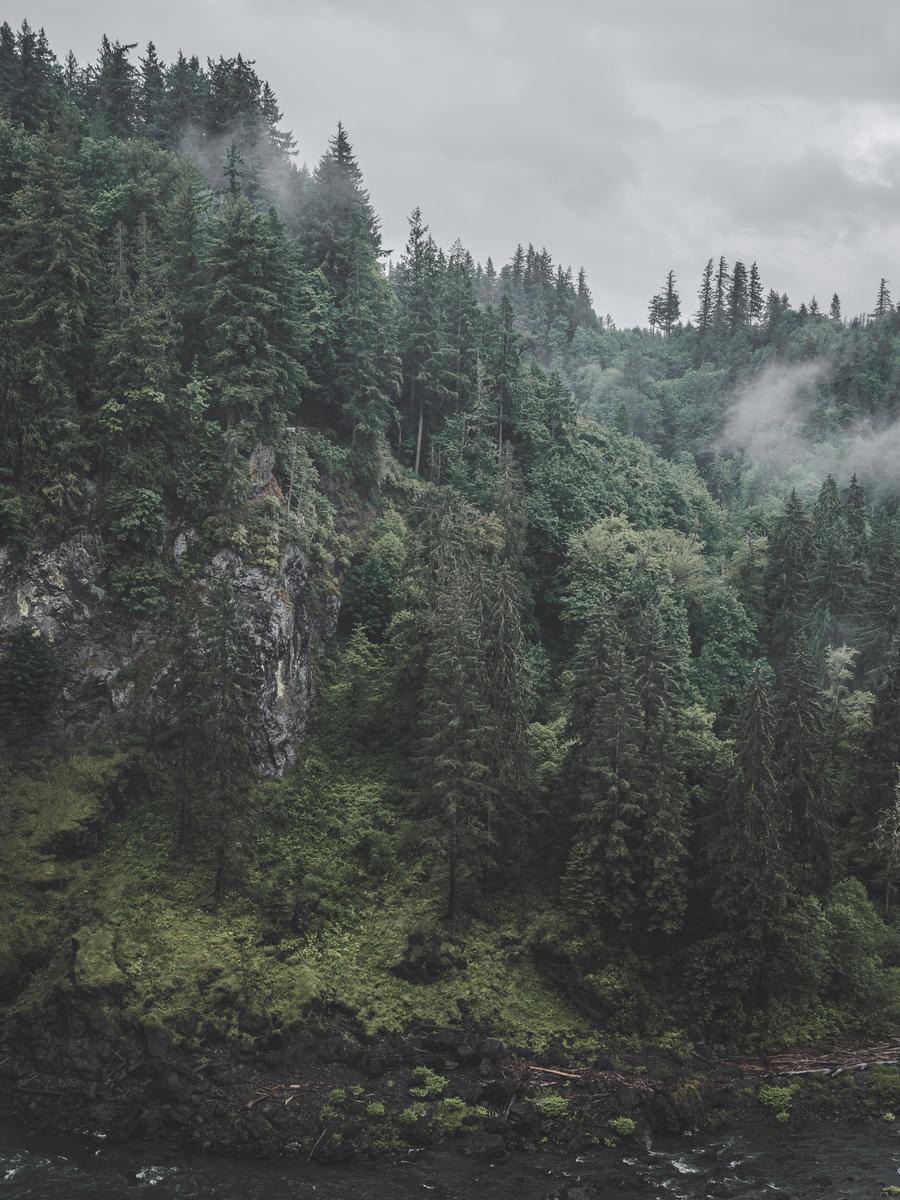 Лес на скалах в тумане